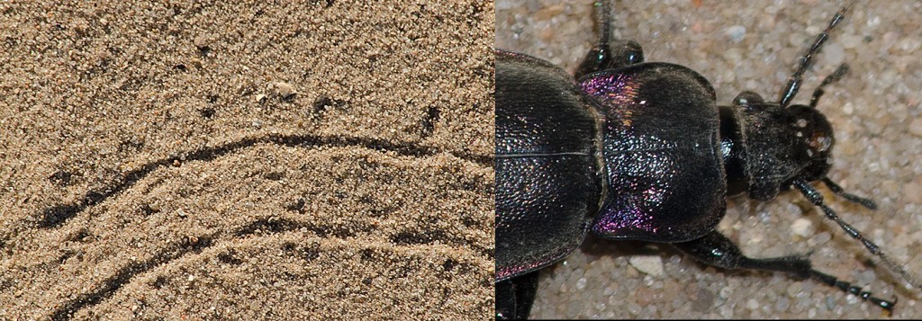 Carabus nemoralis  European Ground Beetle