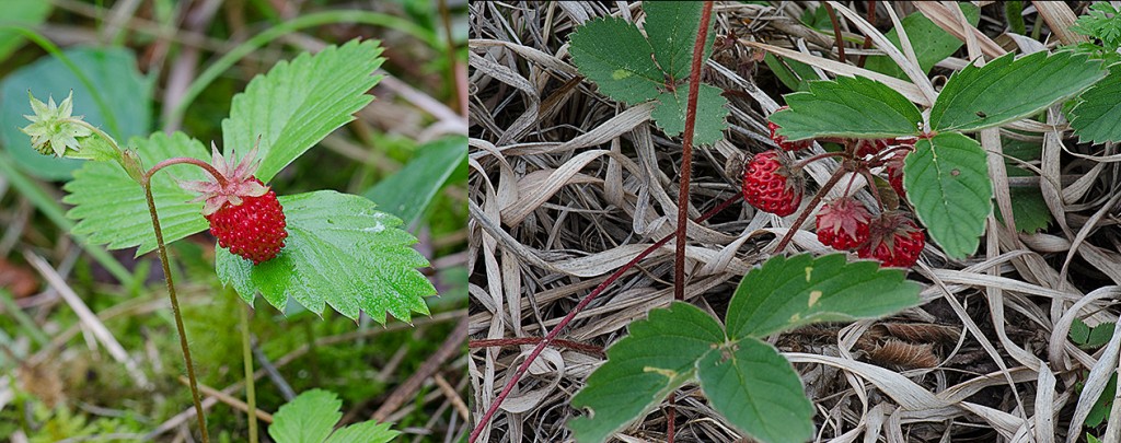 Fragaria vesca Fragaria virginiana  Woodland and Wild Strawberry 