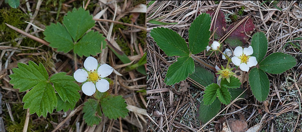 Fragaria vesca Fragaria virginiana  Woodland and Wild Strawberry 