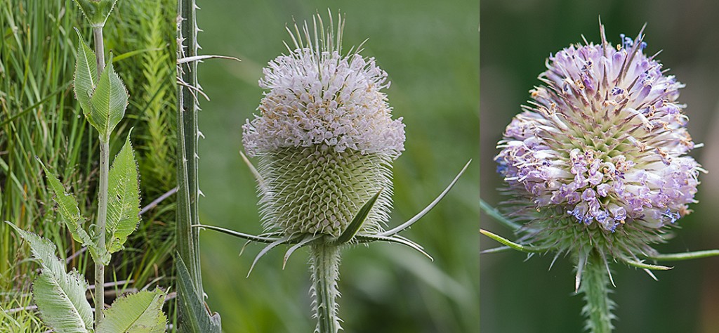 Dipsacus fullonum-habit-white flower-lavender