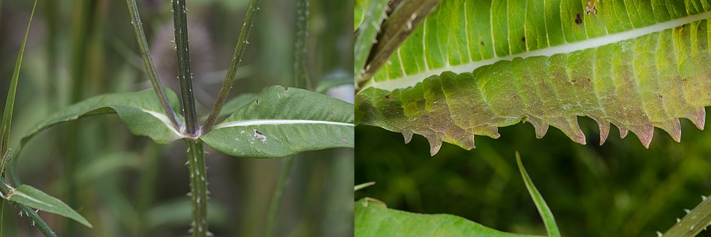 Dipsacus fullonum leaves
