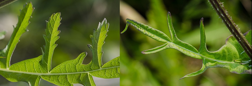 Dipsacus laciniatus leaves