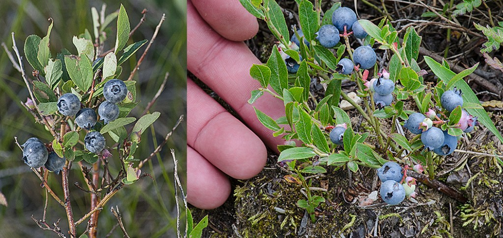 Vaccinium augustifolium habit