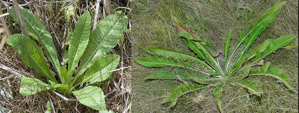 Basal rosettes of Dipsacus fullonum-l and D. laciniatus-r