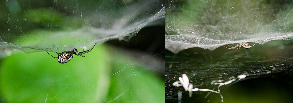 Frontinella  communis Waiting on underside of web