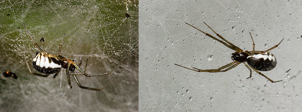 Frontinella  communis Bowl and Doily Spider