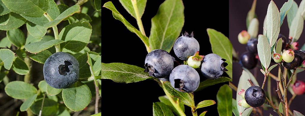 Vaccinium augustifolium Fruit showing variations