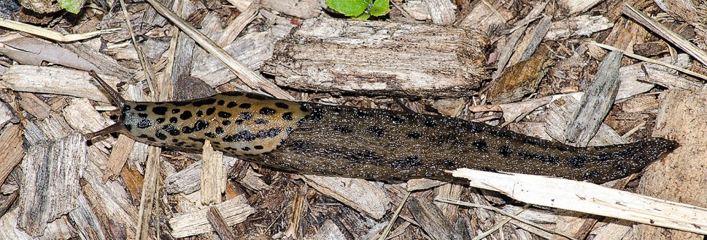  Limax maximus 