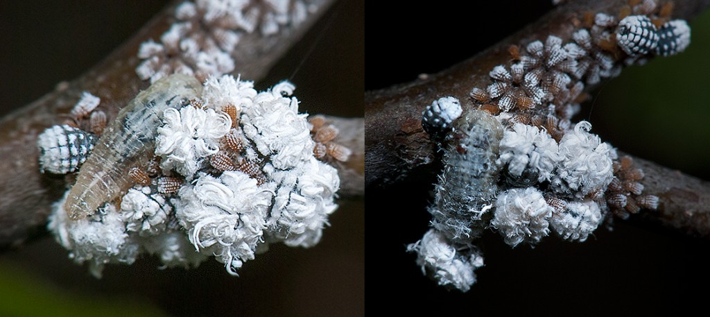 Harvester larva with aphids