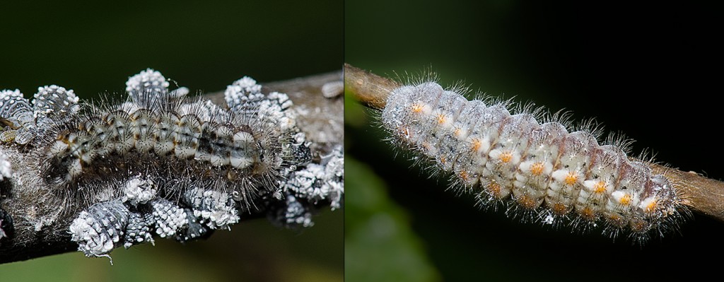 L-Larger Harvester larva with prey R-Mature Harvester larva heading toward pupating spot