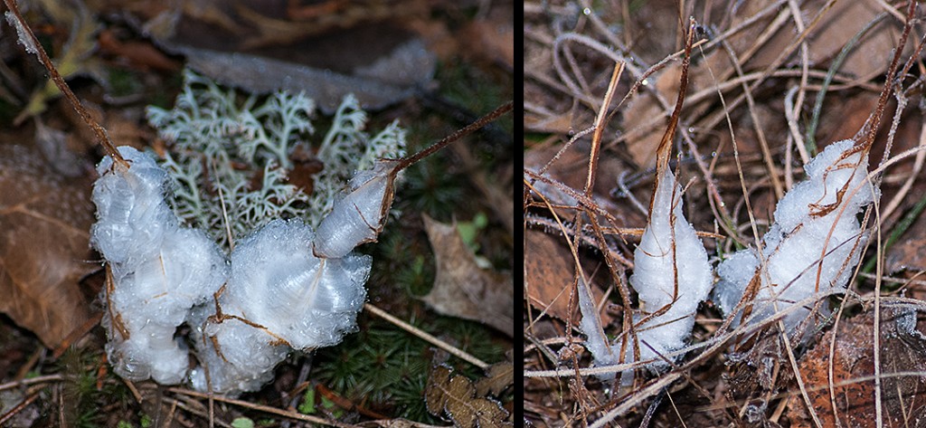 Ice Flowers