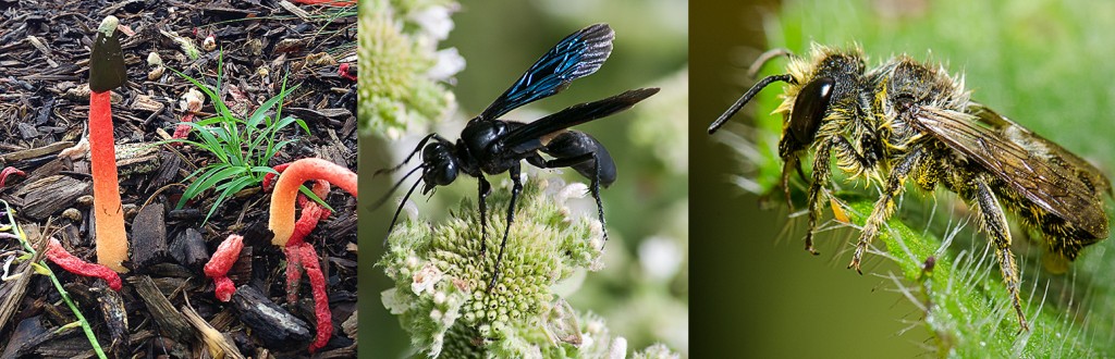 Stinkhorn - L Great Black Wasp - C Digger Bee - R