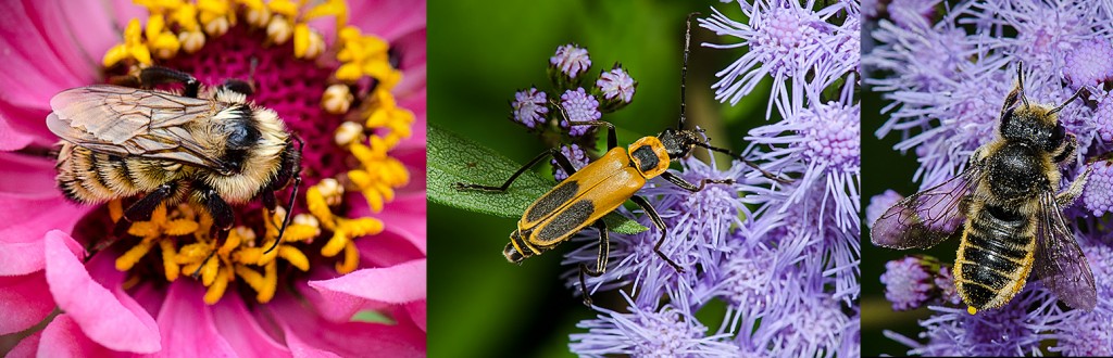 Golden Northern Bumble Bee -L Goldenrod Soldier Beetle - C Leaf Cutter Bee - R