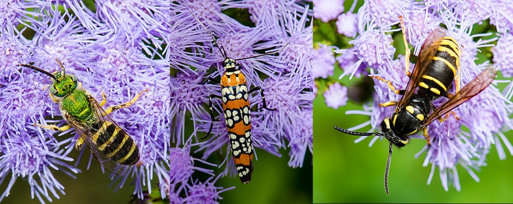  Splendid Green Metallic Bee - L Ailanthus Moth - C Eastern Yellowjacket - R