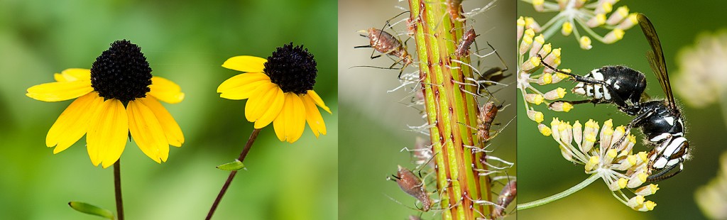 Thin-leaf Coneflower - L Pinkish Aphids - C Bald Face Hornet - R