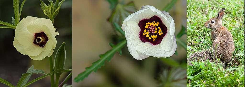 Okra - L Flower-of-an-hour - C Eastern Cottontail - R