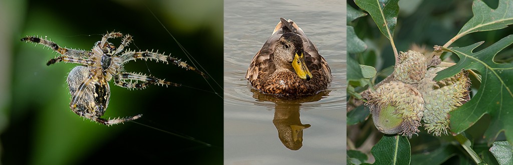 Cross Orbweaver - L Mallard x Black Duck hybrid - C Burr Oak acorns - R