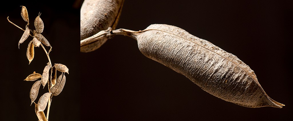 Baptisia spp. seedpods