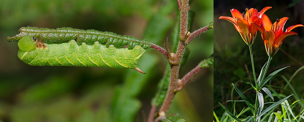 Sphinx poecila