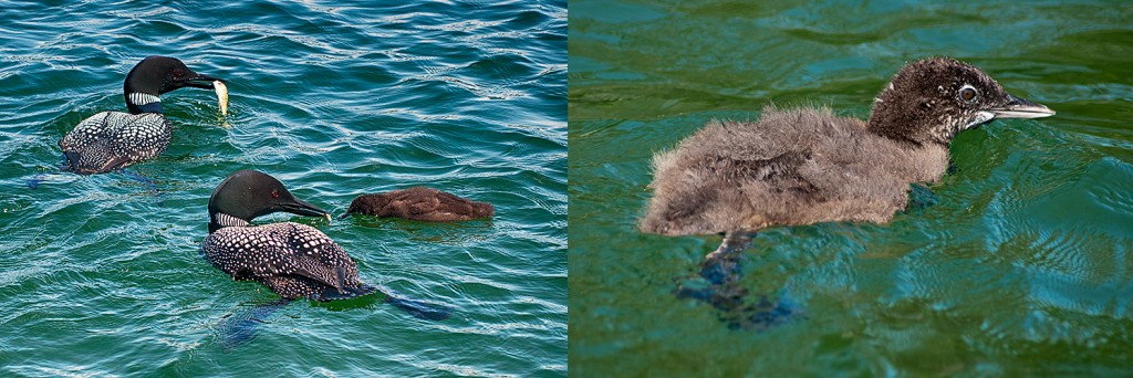 L-Adult birds feeding chick R-Common Loon chick
