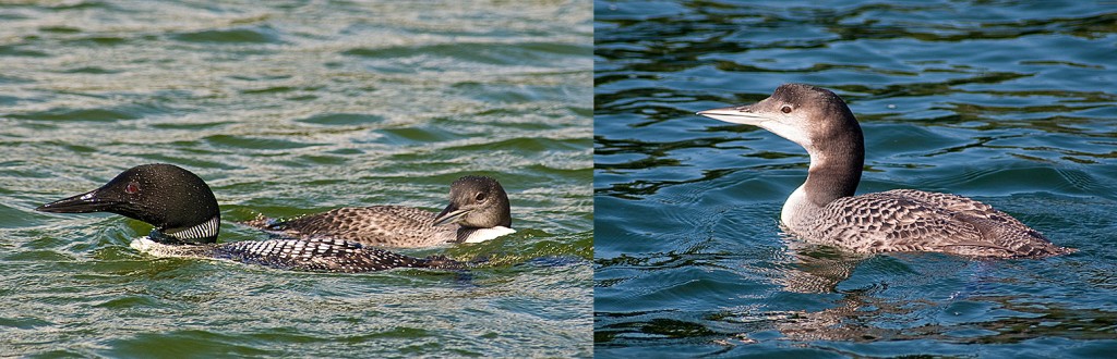 L-Adult Common Loon with young of year R-Young of year