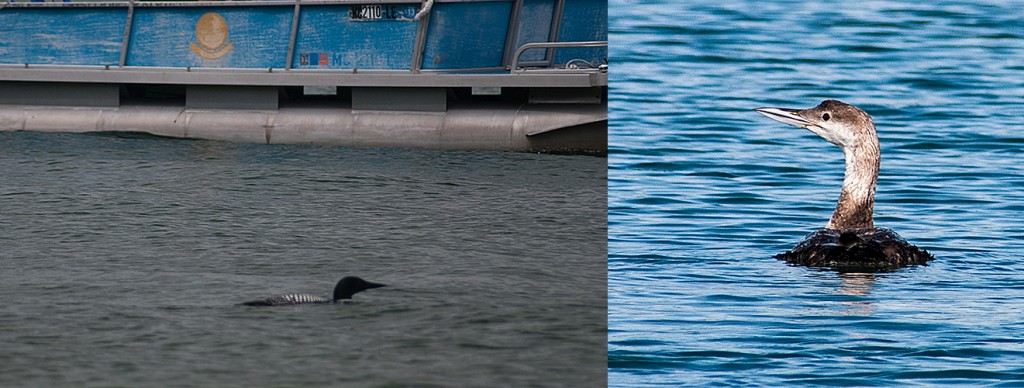 L-Adult Common Loon with watercraft R-Sub-adult Common Loon in second year plumage