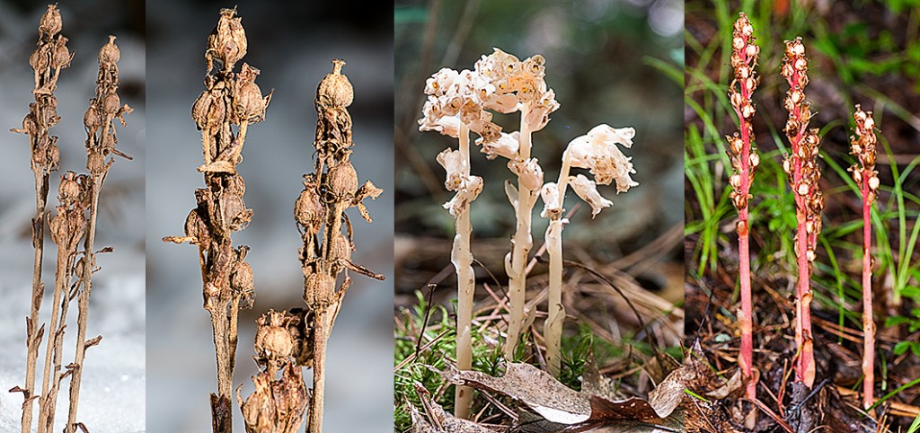 Hypopitys monotropa