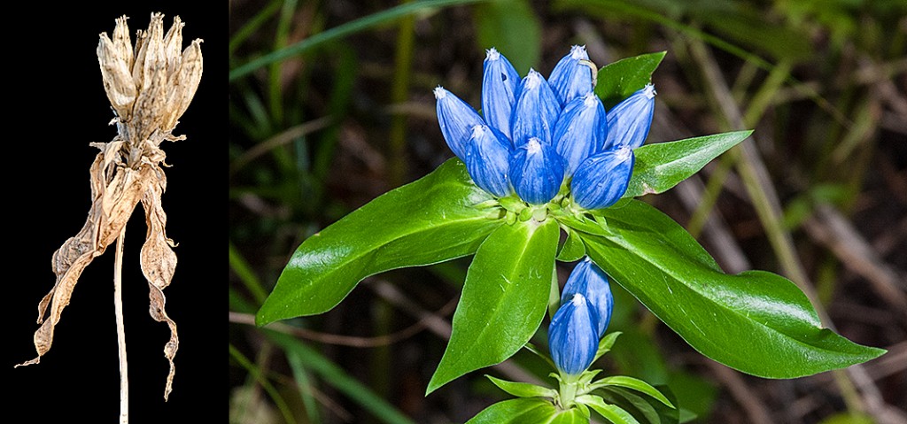 Gentiana andrewsii