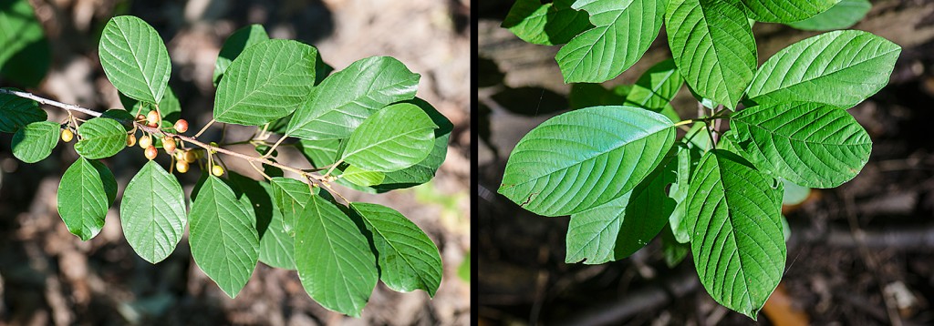 Frangula alnus