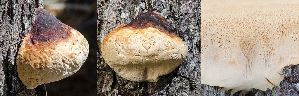 Fomitopsis pinicola