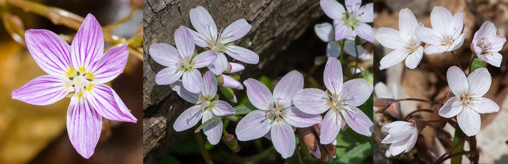 Claytonia virginica  Claytonia caroliniana