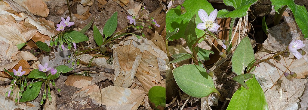 Claytonia caroliniana