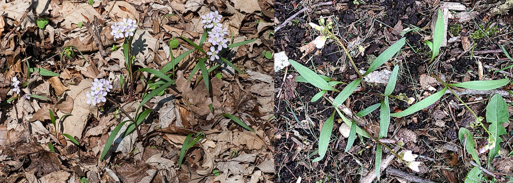 Claytonia virginica 