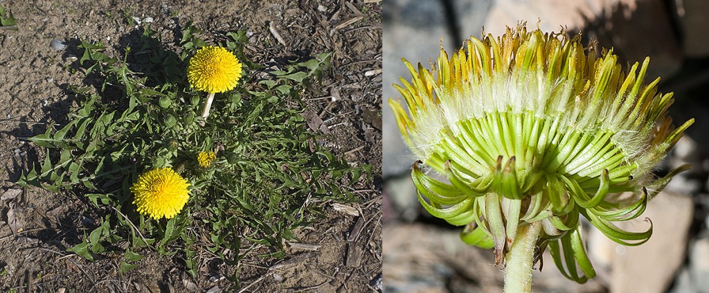 L- Common Dandelion plant  R-Atypical Dandelion flower