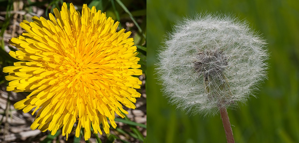 L- Dandelion flower head R- Dandelion seed head