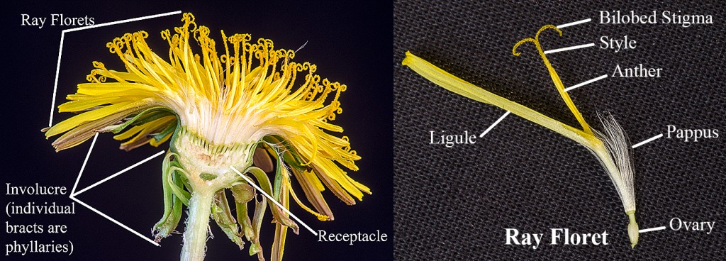 L-Sectioned Dandelion seed head  R- Ray floret with parts labeled