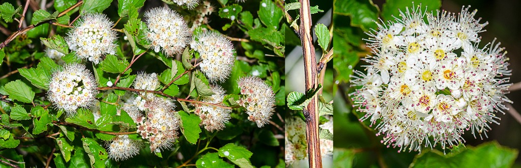 Physocarpus opulifolius