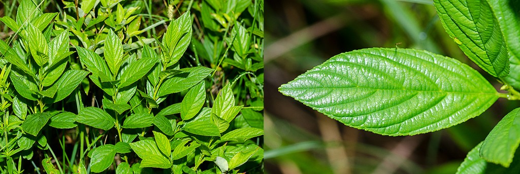 Rhamnus alnifolia