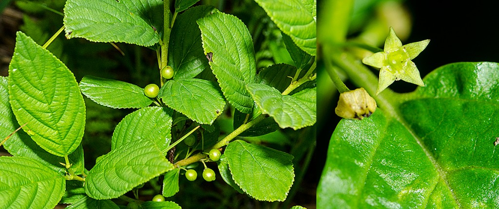 Rhamnus-alnifolia