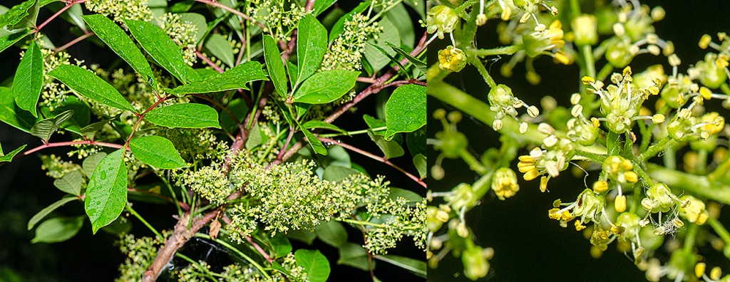 Toxicodendron vernix