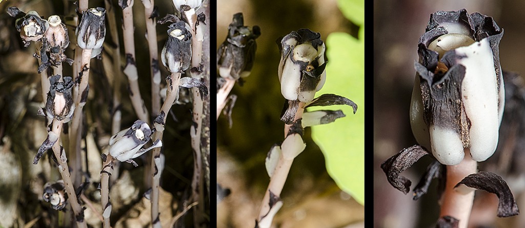 Monotropa uniflora