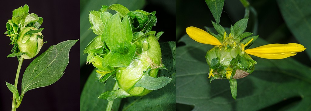 Asphondylia rudbeckiaeconspicua