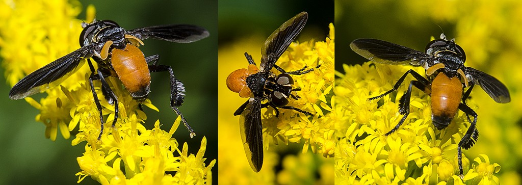 Trichopoda pennipes