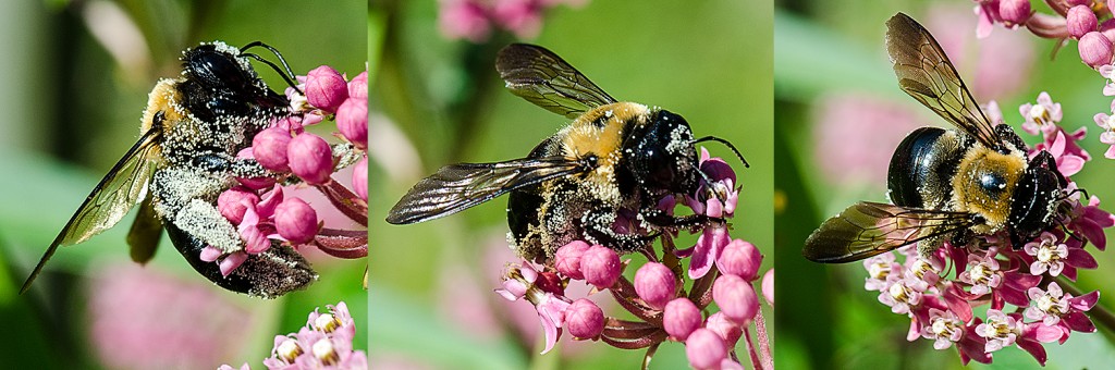  Xylocopa virginica