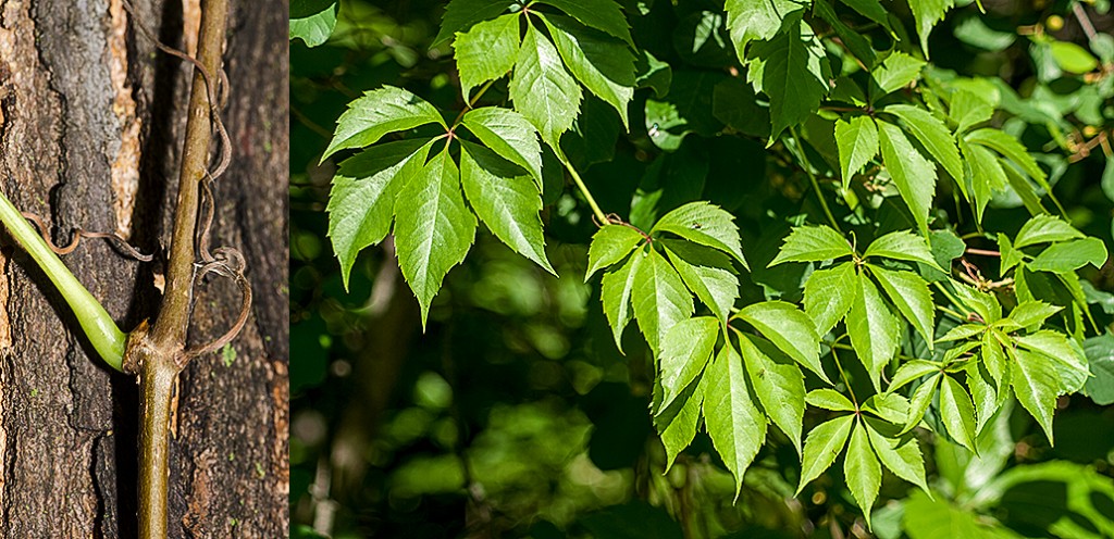 Parthenocissus quinquefolia