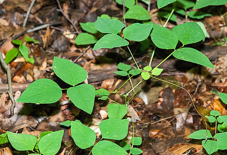 Poison Ivy Lookalikes