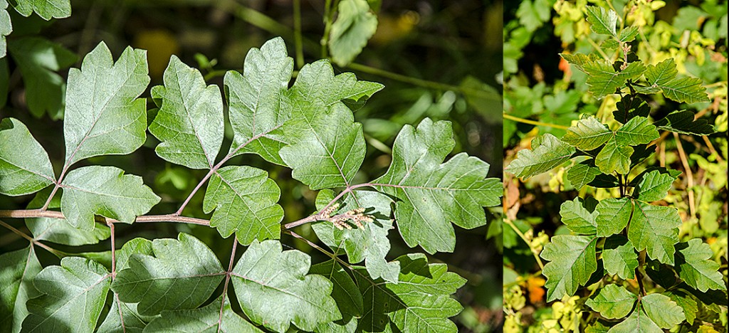 Rhus aromatica