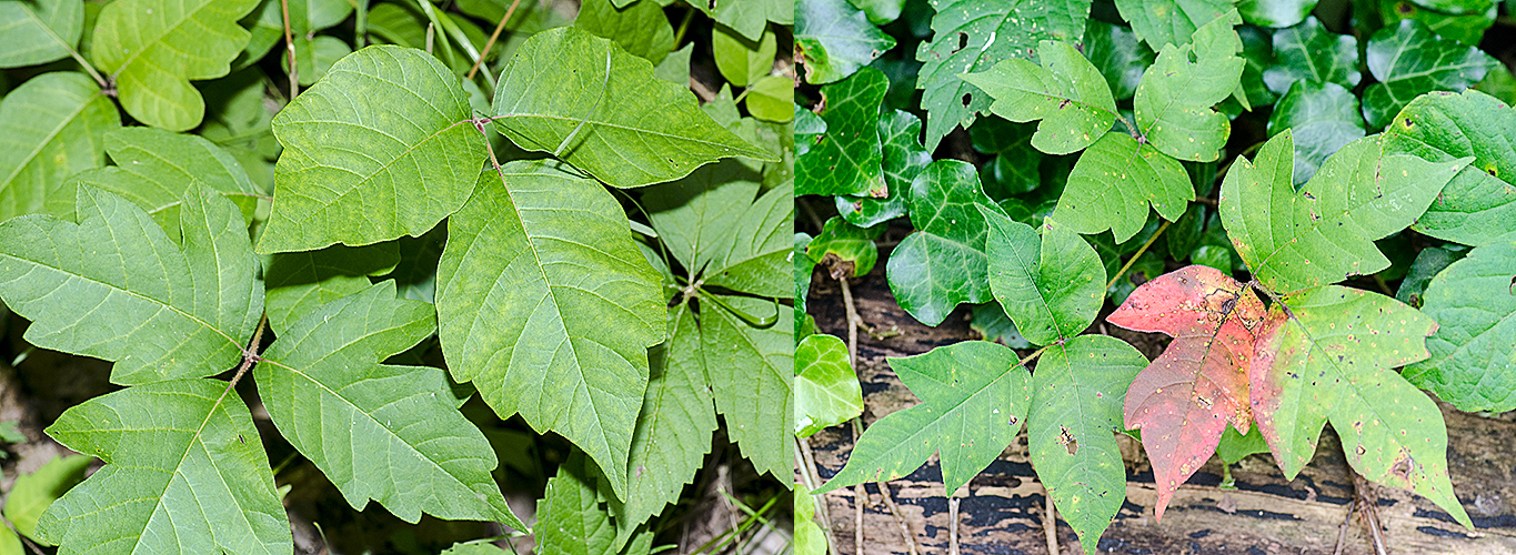 Poison Ivy Lookalikes