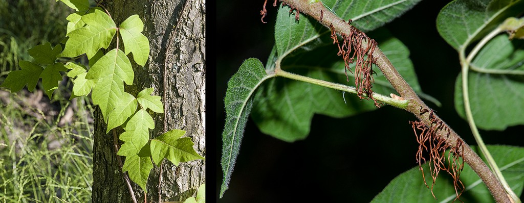 Toxicodendron radicans