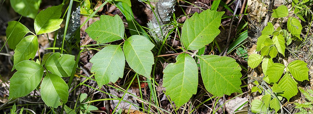 Toxicodendron rydbergii